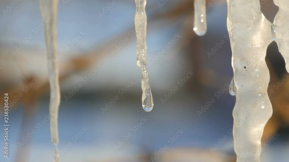 Melting icicles on which you can see flowing drops of water Melting icicles on which you can see flowing drops of water