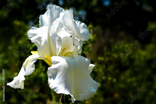 white royal large flower, iris in the garden