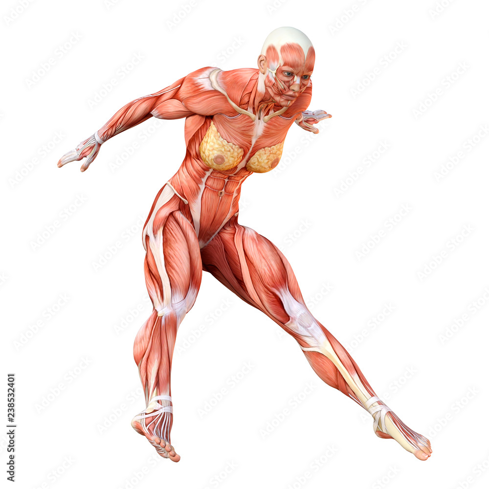 3D Rendering Female Anatomy Figure on White