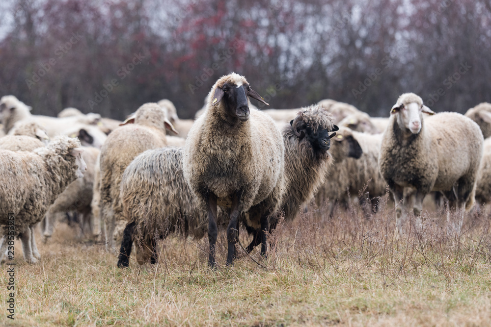 Fototapeta premium Herd of sheep on pasture