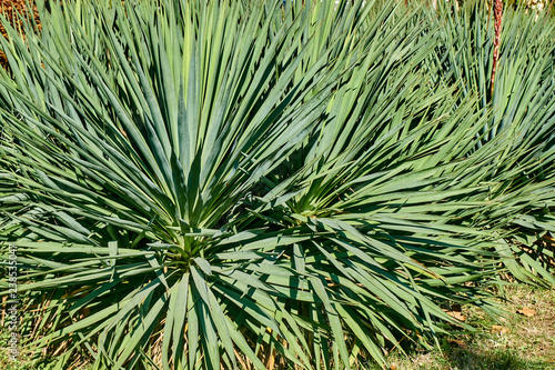 Green evergreen leaves of Yucca glorious (lat. Yucca gloriosa) in nature as the original texture. Background from elegant sharp leaves. Nature concept for design