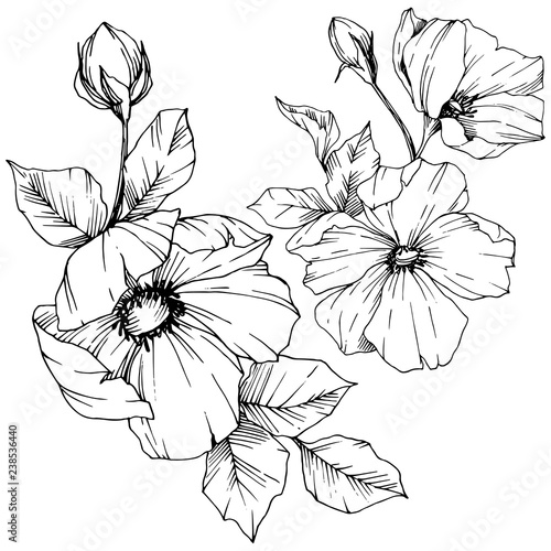 Vector Rosa canina flower. Black and white engraved ink art. Isolated rosa canina illustration element.