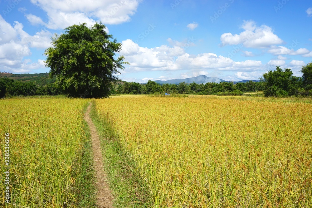 Path through rural rice field with trees ahead, mountains on the horizon, and blue sky and clouds overhead