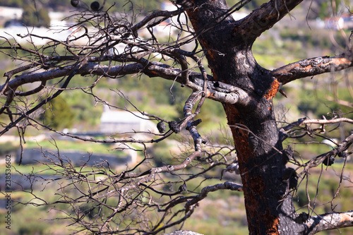 Burned tree after forest wildfire view photo