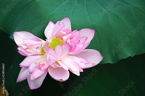 Fototapeta Naklejka Na Ścianę i Meble -  Closeup of beautiful pink lotus blossom with green lily pad behind