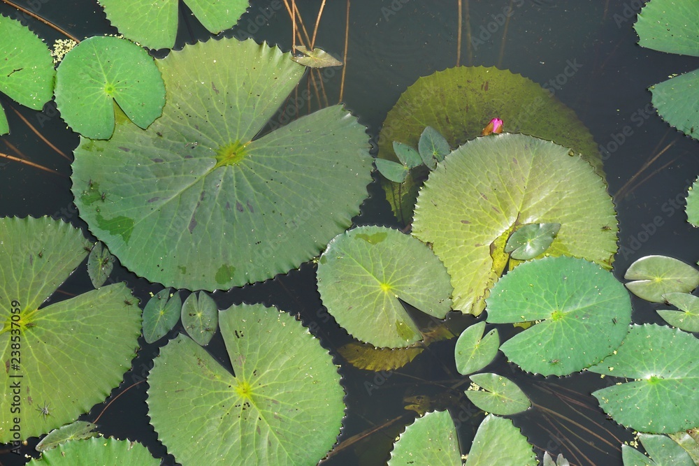 Closeup of lily pads floating on a pond with one pink lotus blossom horizontal background Closeup of lily pads floating on a pond with one pink lotus blossom horizontal background