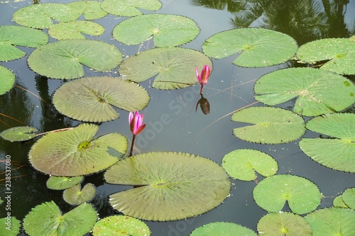 Pond with floating lily pads and lotus blossoms in Luang Prabang, Laos