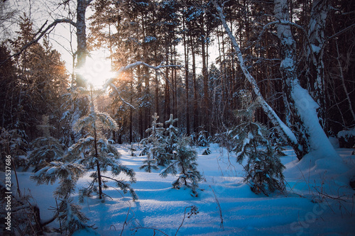 Siberia winter set © Foresland