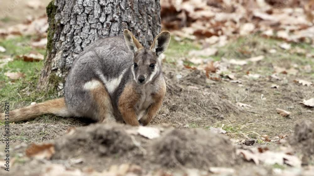 Close portrait of Yellow-footed rock-wallaby (Petrogale Xanthopus) in nature environment. Close portrait of Yellow-footed rock-wallaby (Petrogale Xanthopus) in nature environment.