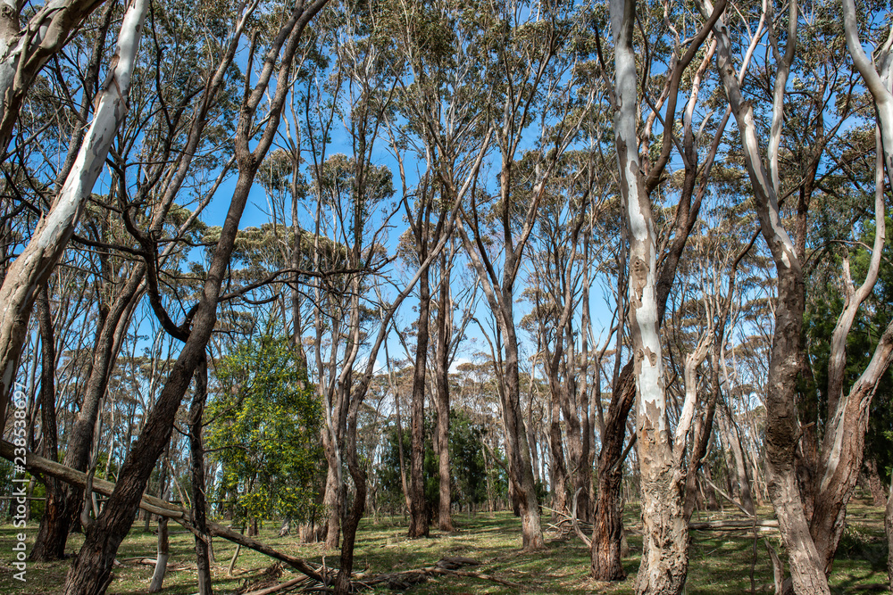 Fototapeta premium Forest and blue sky