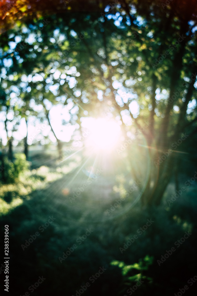 Obraz premium SONY DSC