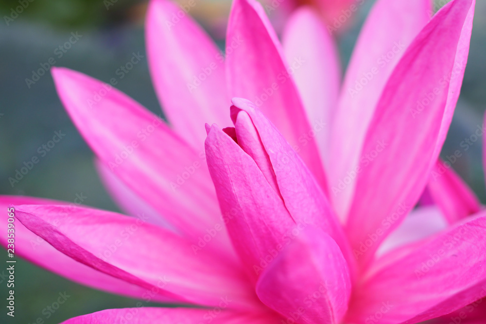 Closeup pink lotus for background, soft focus Closeup pink lotus for background, soft focus