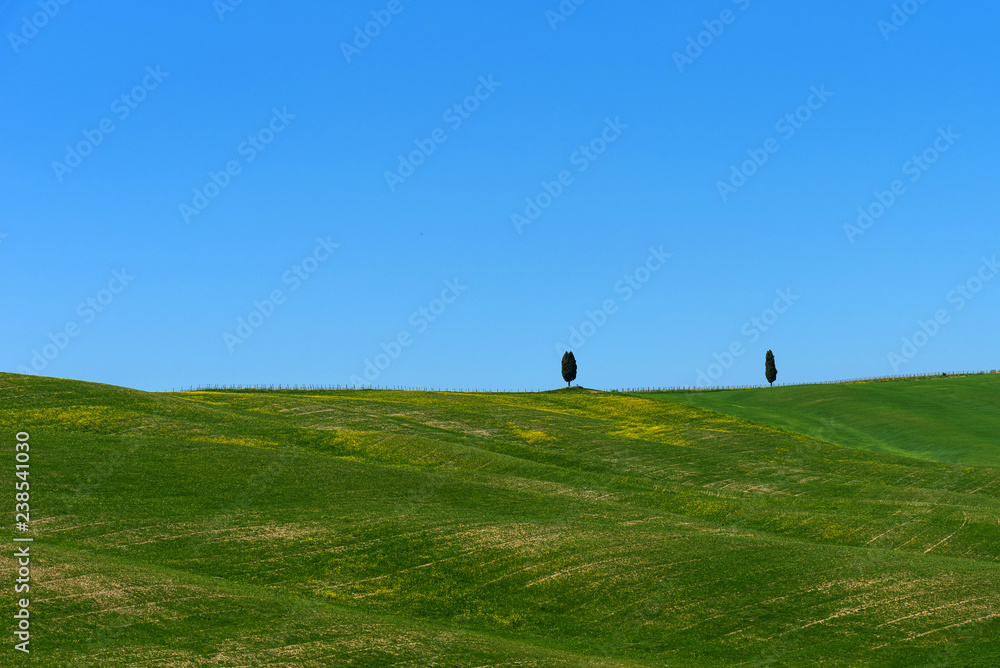 Beautiful rural landscape, cypress trees, green field and blue sky in Tuscany near Pienza. Spring in Tuscany, Italy. Beautiful rural landscape, cypress trees, green field and blue sky in Tuscany near Pienza. Spring in Tuscany, Italy.