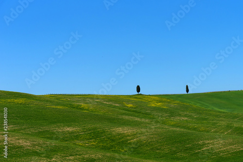 Beautiful rural landscape, cypress trees, green field and blue sky in Tuscany near Pienza. Spring in Tuscany, Italy. © Ekaterina Loginova