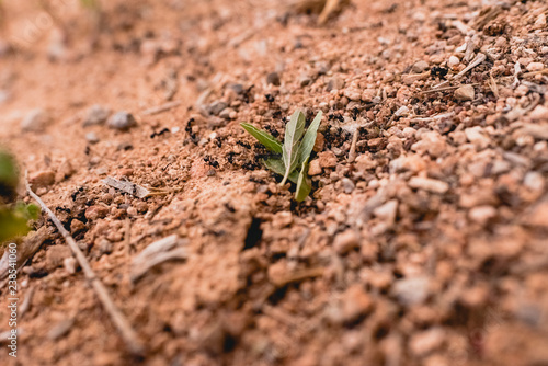 Ants in a row walking looking for food.