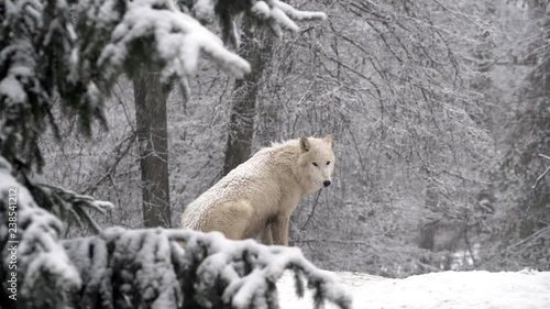 Arctic wolf (Canis lupus arctos) in the winter forest.