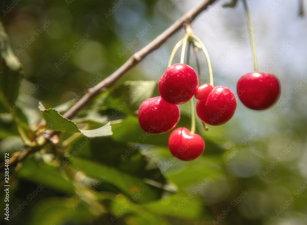 Ripening cherries on orchard tree Ripening cherries on orchard tree