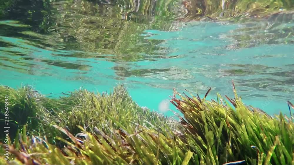 Sea weed and Sand under waves fishes swimming by Sea weed and Sand under waves fishes swimming by