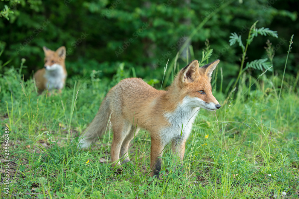 red fox cub vulpes vulpes