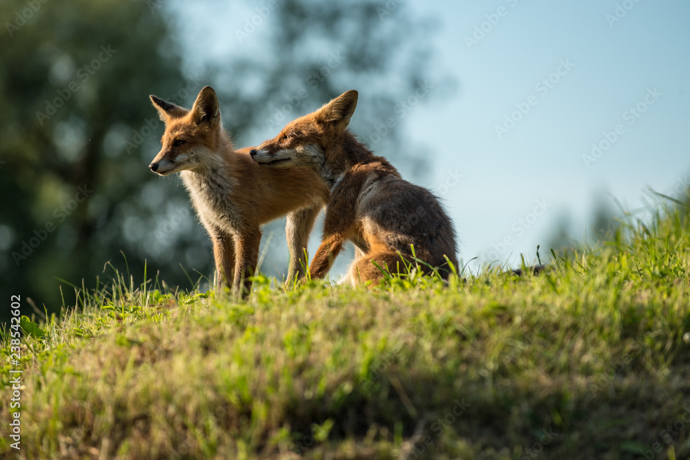 Fototapeta premium red fox cub vulpes vulpes