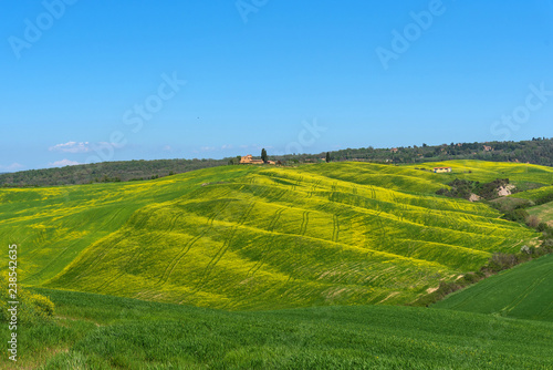 Beautiful rural landscape, cypress trees, green field and blue sky in Tuscany near Pienza. Spring in Tuscany, Italy.
