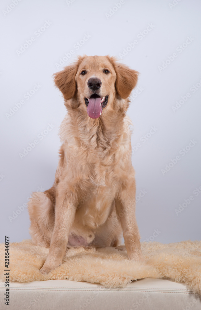 young dog breed hovawart blond beautiful red wool smart look guard service dedicated protector on a white background