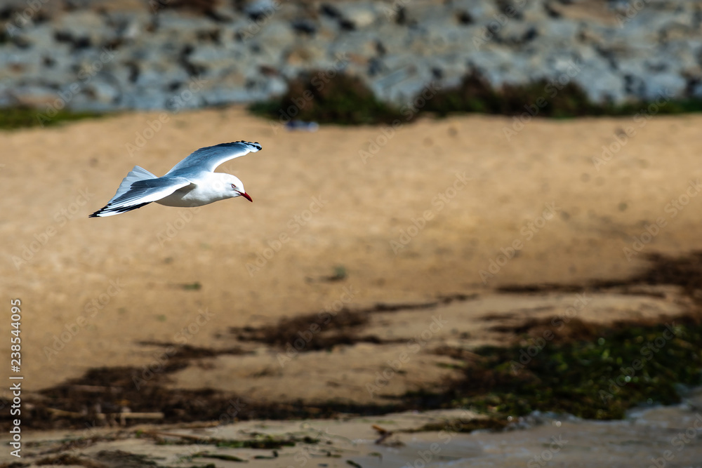 Fototapeta premium Flying