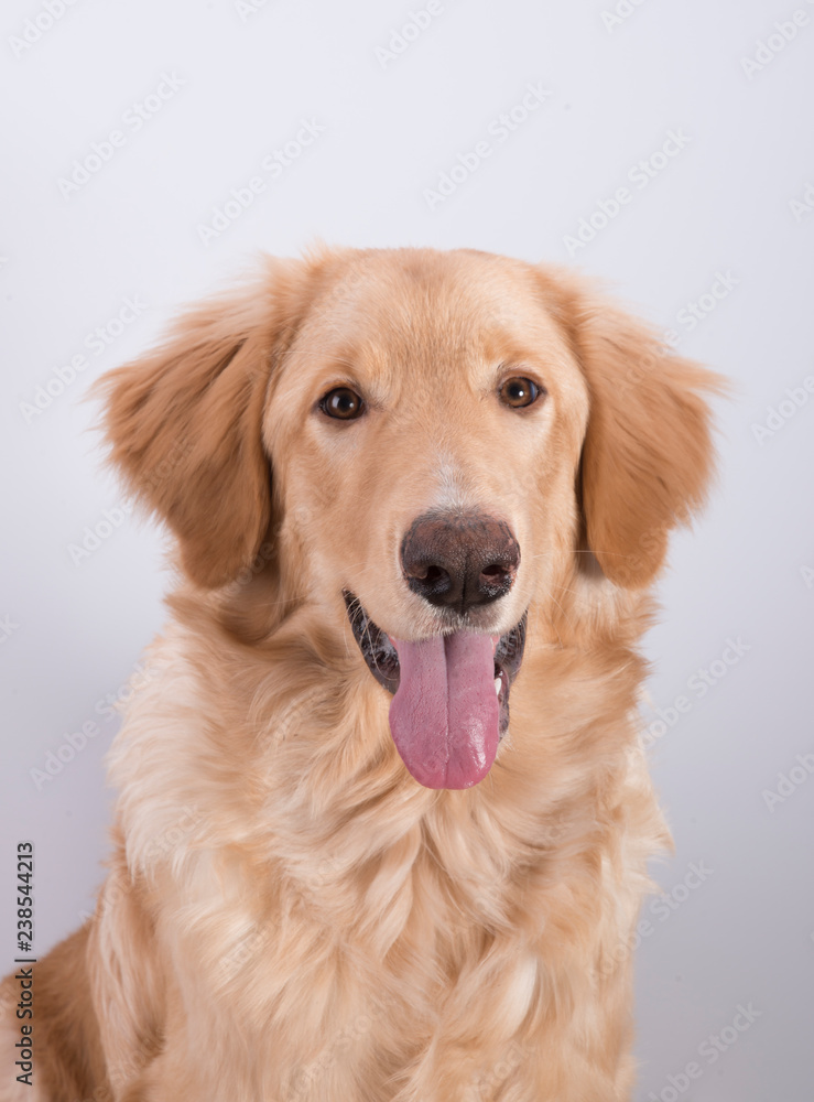 young dog breed hovawart blond beautiful red wool smart look guard service dedicated protector on a white background