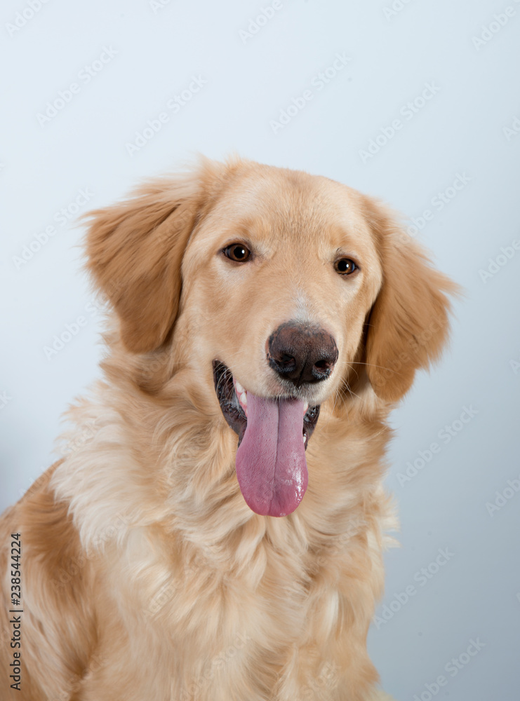 young dog breed hovawart blond beautiful red wool smart look guard service dedicated protector on a white background