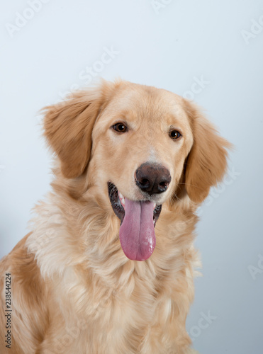 young dog breed hovawart blond beautiful red wool smart look guard service dedicated protector on a white background © eddystocker