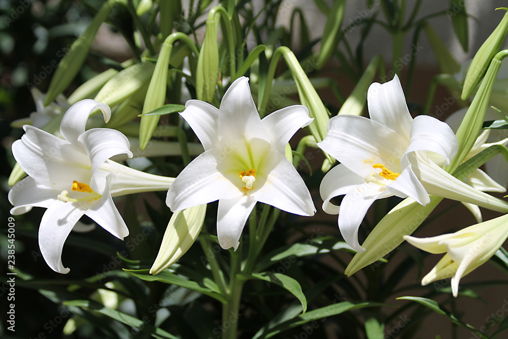 Three white lilies with yellow centers and green leaves Three white lilies with yellow centers and green leaves