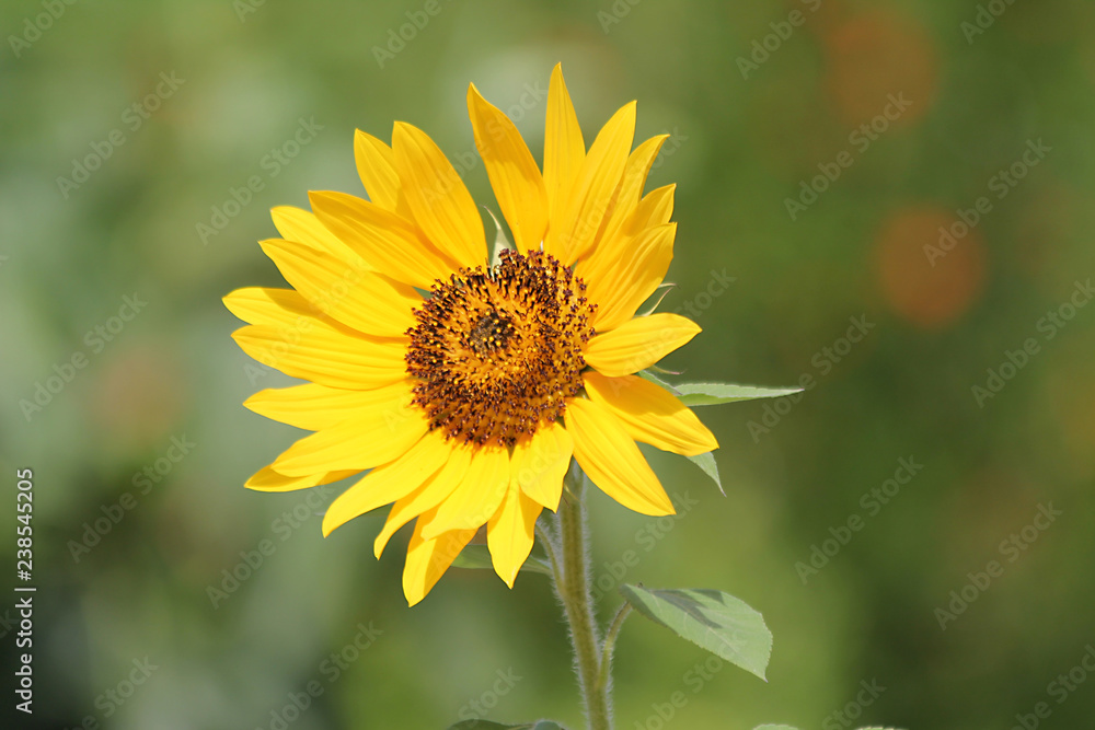 Yellow sunflower on a summer sunny day Yellow sunflower on a summer sunny day