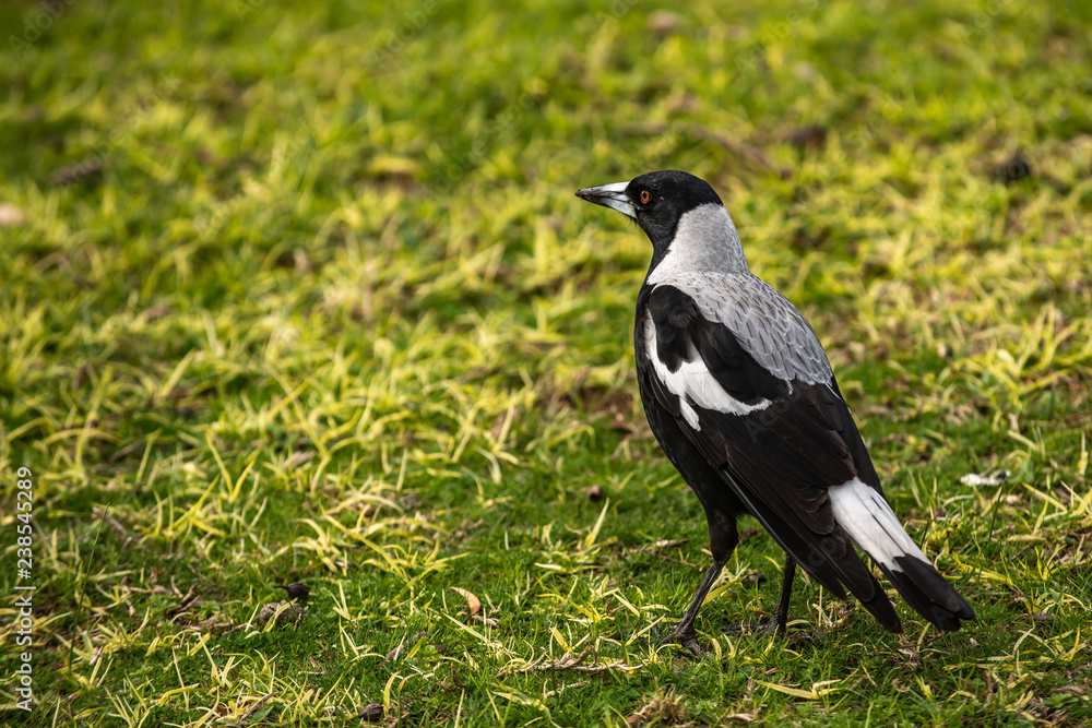 Bird Bird