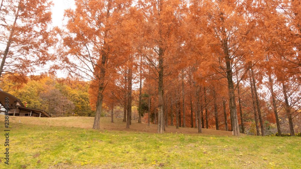 Metasequoia trees during autumn at Japan.