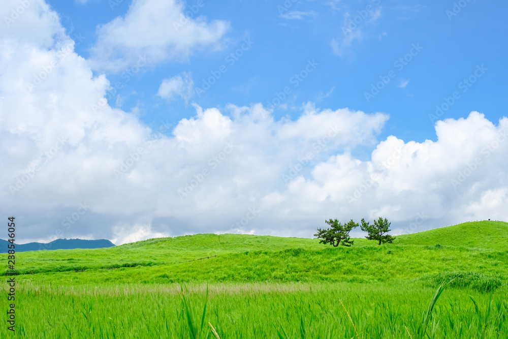 夏の曽爾高原 夏の曽爾高原