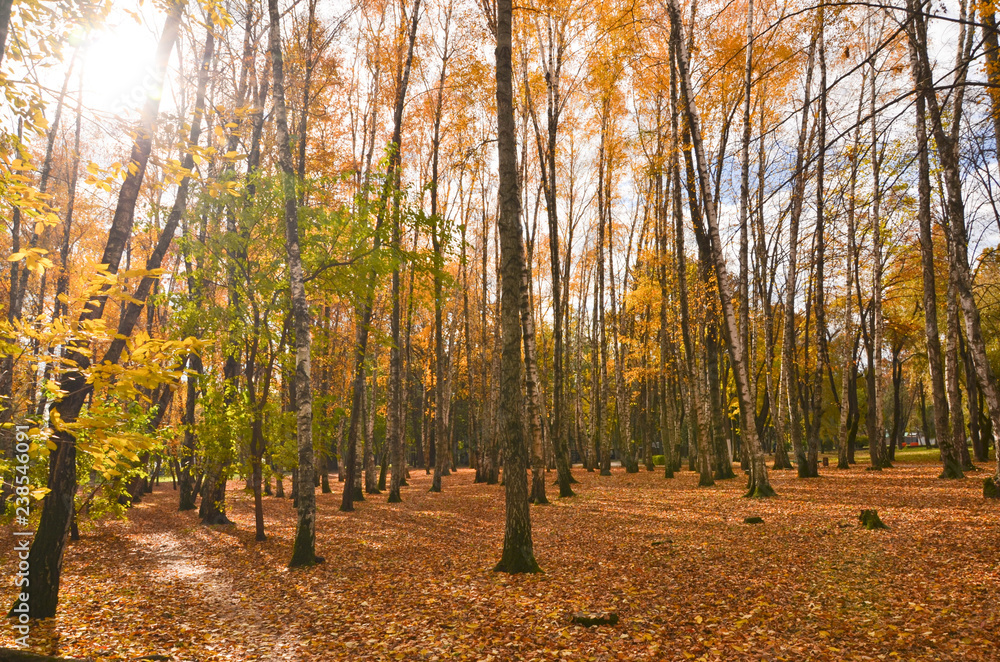 Fototapeta premium forest in autumn