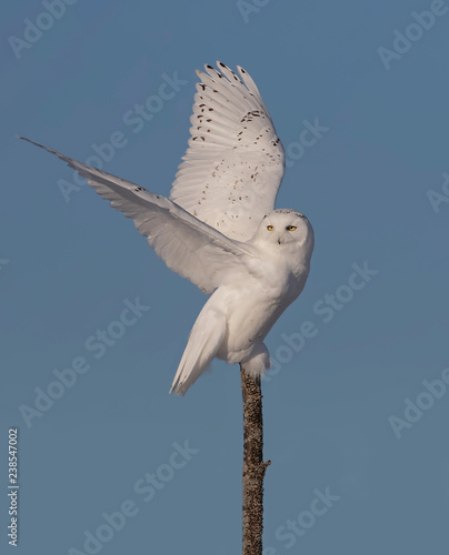 Male Snowy owl (Bubo scandiacus) isolated against a blue background perched on top of a tree in winter in Ottawa, Canada