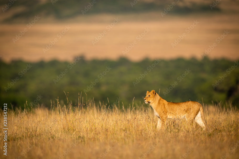 Lioness standing in grass with trees behind Lioness standing in grass with trees behind