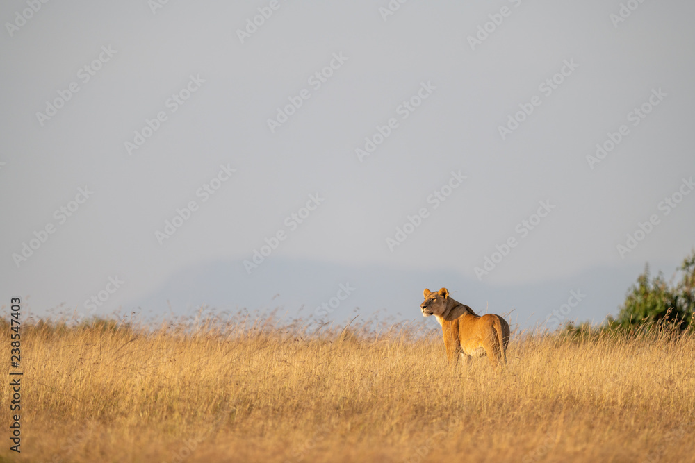 Naklejka premium Lioness stands on horizon in long grass