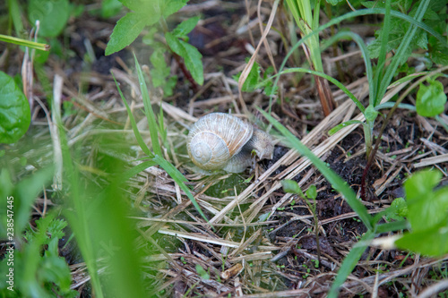 ślimak w trawie