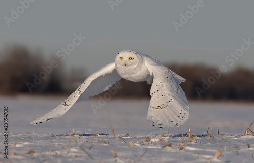 Snowy owl (Bubo scandiacus) male flying over a snow covered field in Ottawa, Canada
