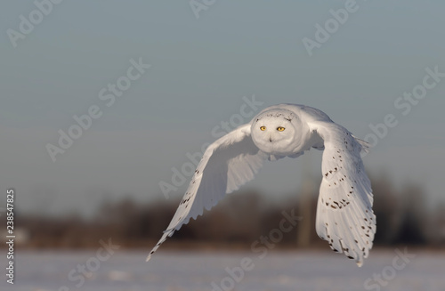 Male Snowy owl (Bubo scandiacus) flies low hunting over an open sunny snowy cornfield in Ottawa, Canada