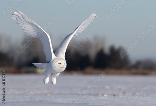 Male Snowy owl (Bubo scandiacus) flies low hunting over an open sunny snowy cornfield in Ottawa, Canada
