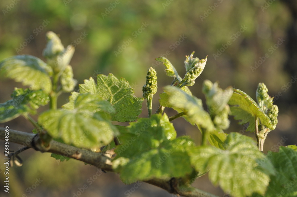 Fototapeta premium young leaves and grapes