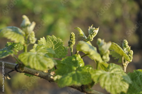young leaves and grapes