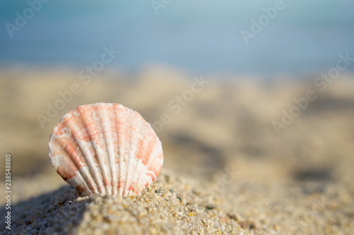 Shell pinned on sand at the beach. Blue sea on background © Zoran