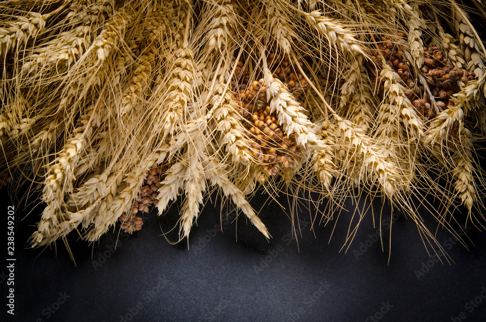 Ears of Wheat, rye, millet pshenici assembled in bouquet Ears of Wheat, rye, millet pshenici assembled in bouquet