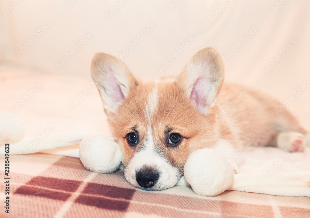 portrait of cute cute puppy Corgi lying on the bed and looking sadly forward portrait of cute cute puppy Corgi lying on the bed and looking sadly forward