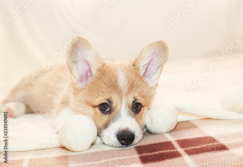 portrait of cute cute puppy Corgi lying on the bed and looking sadly forward © nataba