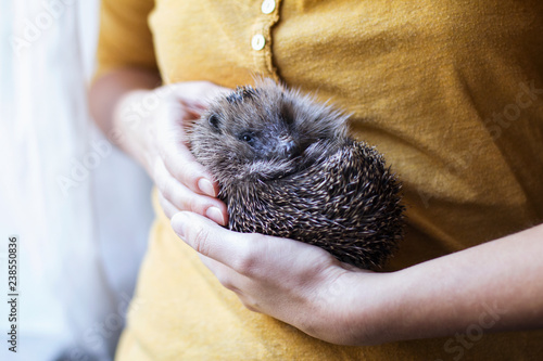 Woman's hands holding rolled up hedgehog photo